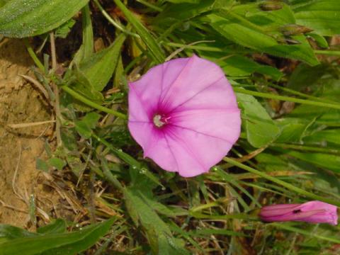 convolvulus1.jpg