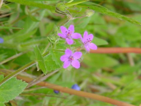 erodium2.jpg