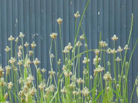 plantago3.jpg